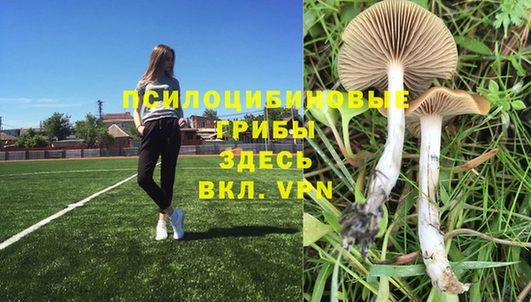 PSILOCYBIN Алзамай